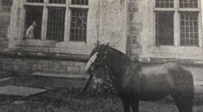 A horse in the Law Quad, 1954. (The Michigan Daily.)