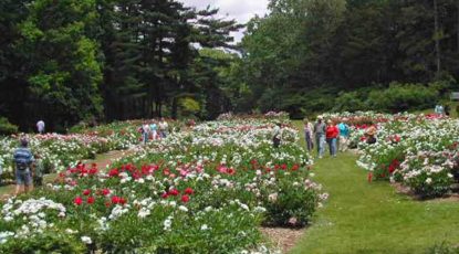 Peonies, courtesy of Nichols Aboretum