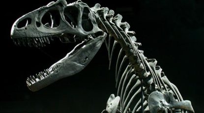 Allosaurus, head and shoulder, left. UMMNH, 2017