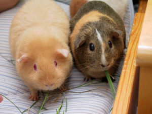 Guinea pigs