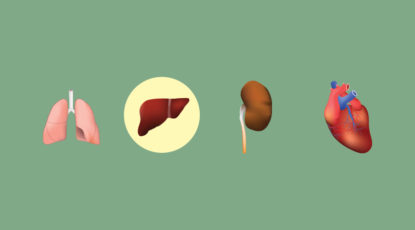 Human organs, graphic