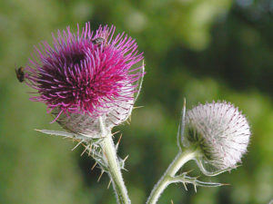 Pitcher's Thistle.