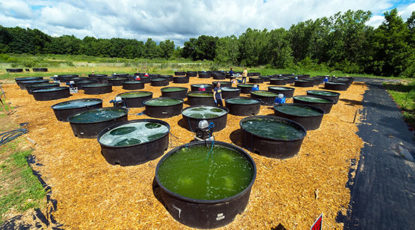 Various combinations of algal species were grown in 80 cattle tanks in a federally funded biofuels experiment at the University of Michigan’s E.S. George Reserve near Pinckney, Mich. Each of the 290-gallon cattle tanks contains from one to four freshwater algal species. Image credit: Daryl Marshke, Michigan Photography