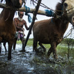 Rice farmer Md. Anarul Islam uses horses to plow his rice paddy