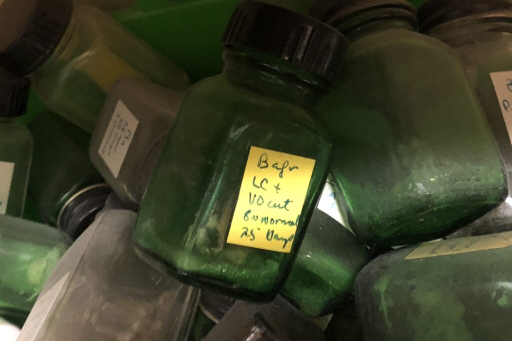 Green bottles left behind at UMMNH, 2019.