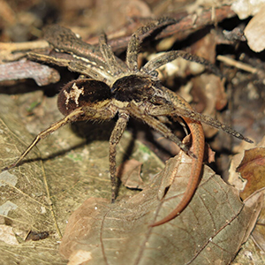 A wandering spider (Ctenidae) preying on a subadult Cercosaura eigenmanni lizard.