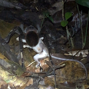 A tarantula (genus Pamphobeteus) preying on a mouse opossum