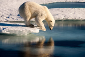 Polar bear on melting ice