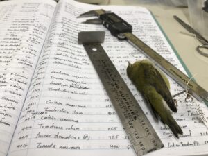 Handwritten ledger re: shrinking birds