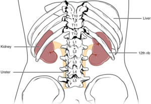 Diagram shows kidney location in body