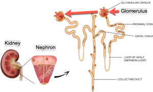 Diagram explains kidney function