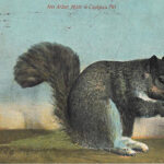 Squirrel, postcard, 1910