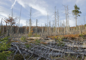 stock photo of Dead trees in Bavarian forest because of acid rain