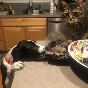 Dog licks chicken on the counter