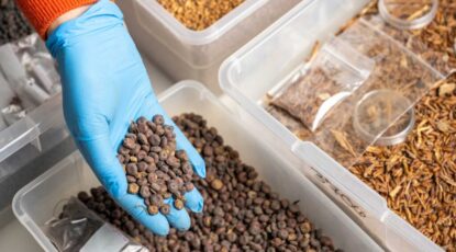 Laura Motta, University of Michigan paleoethnobotanist, shows lupins excavated from the Karanis site in Egypt. Image credit: Eric Bronson, Michigan Photography