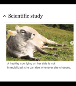 Wikipedia entry of a healthy cow lying on her side