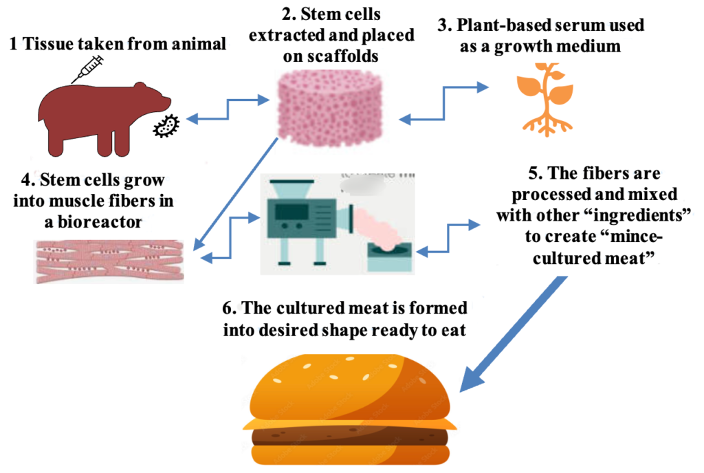 Diagram takes one through the steps of growing meat in a laboratory.