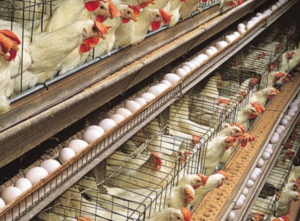 Rows of chickens in cages in a factor farm.