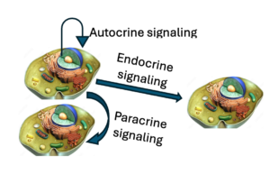 Graphic by Vic Katch describes autocrine signaling