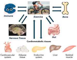 A graphic to express exerkine activity in the body.