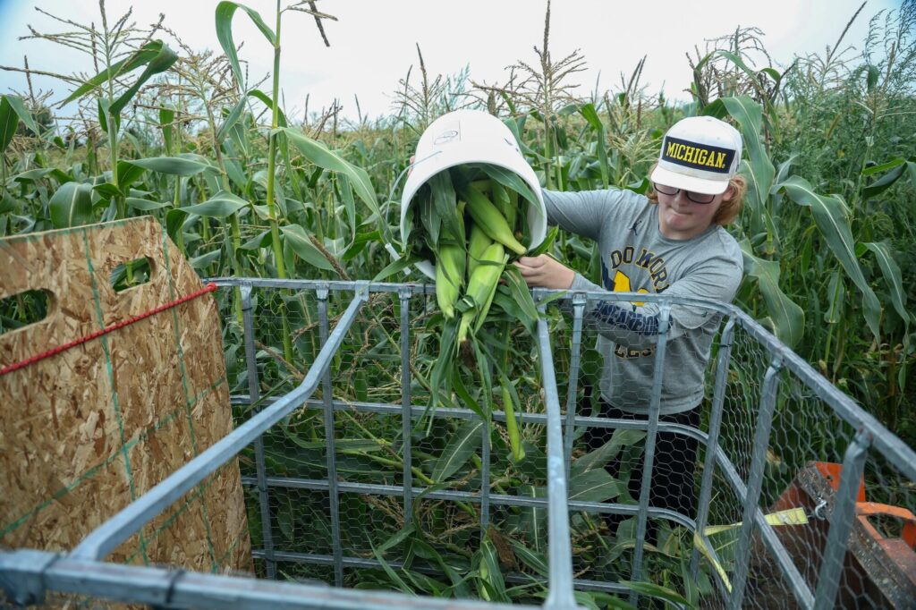 Boy in Michigan cap fills corn crib with produce in green setting.