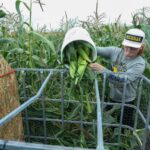 Boy in Michigan cap fills corn crib with produce in green setting.