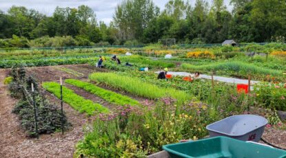 Long shot of a beautiful and well-kept garden as people pick produce.