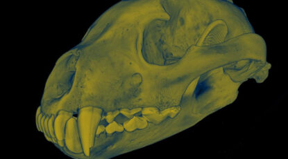 Image of a wolverine skull