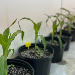 A row of corn stalks in black pots along a white wall.