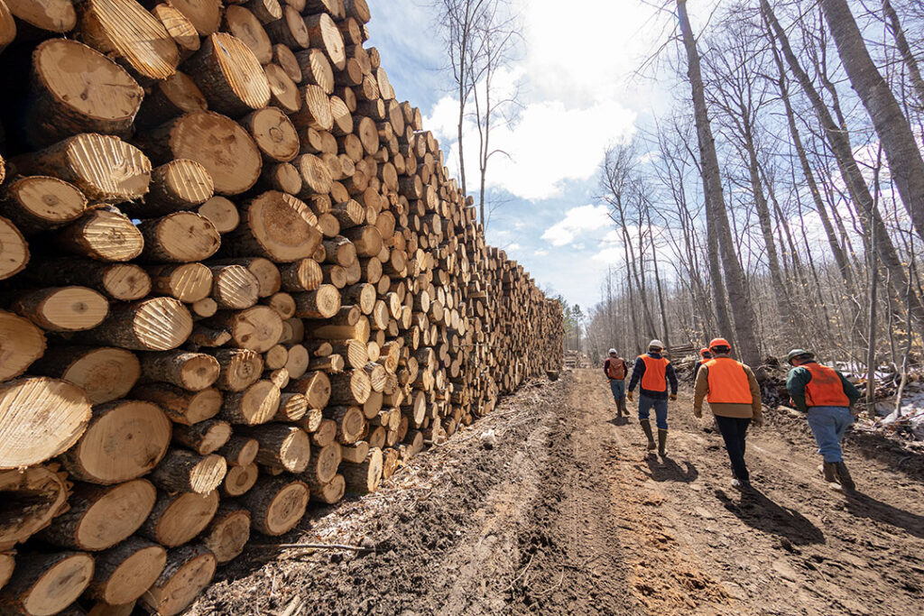 Workers in orange vests and hardhats walk down a path in a barren forest after they cut down a bunch of trees in a logging operation.