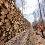 Workers in orange vests and hardhats walk down a path in a barren forest after they cut down a bunch of trees in a logging operation.