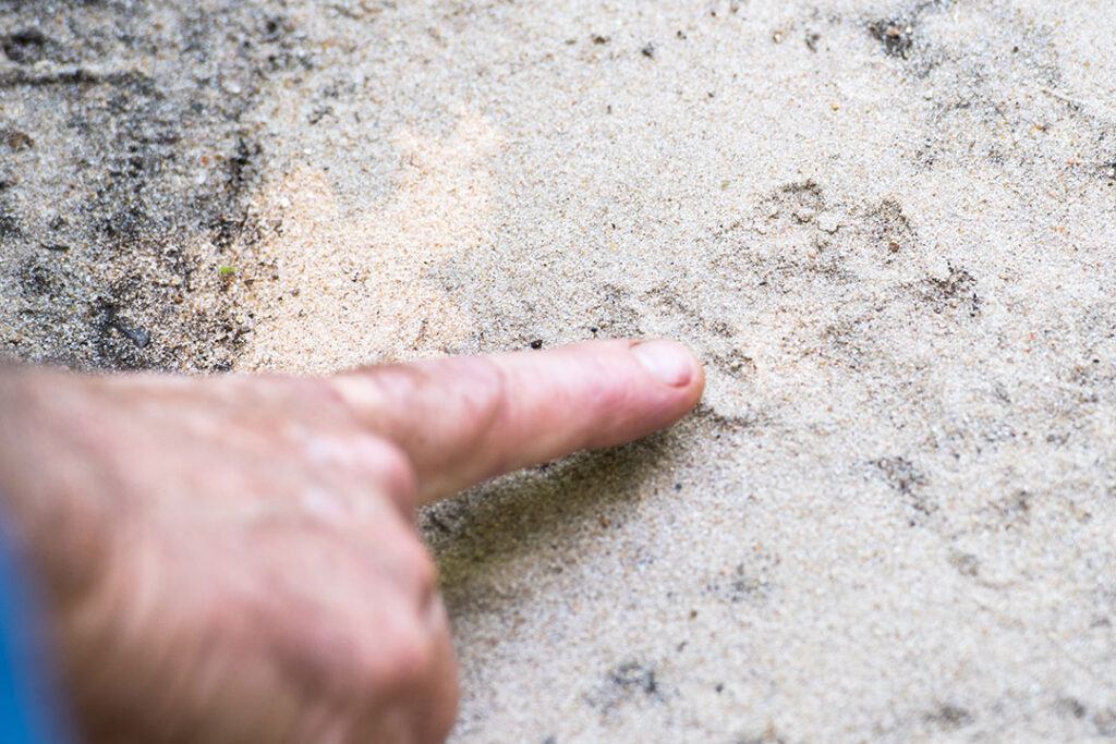 Finger points to a mysterious paw print in the sand.