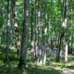 A bunch of people wearing Michigan-branded t-shirts and other gear go walking in the woods at the U-M BioStation in Pellston, Michigan.