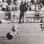 Whiskey, left, runs down the field with Brandy, right. Photo courtesy Bentley Historical Society