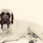 While there are no known preserved photos of Leo, this represents what he likely looked like. Photo courtesy: American Kennel Club