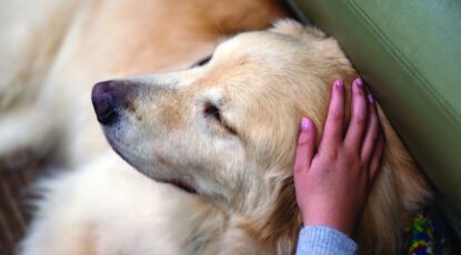 A golden retriever in the Lipschutz-Danzansky Family Paws4Patients Program, 2025.