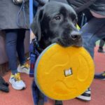 Victor holding his famous yellow frisbee during a football game day. Photo Courtesy: @victorthefrisbeedog on Instagram