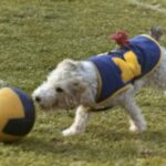 Whiskey running across the football field with his ball. Photo courtesy Michigan Victors
