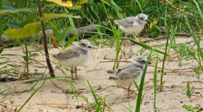 PIping plovers explore the beach near Pellston, Michigan, at the U-M Biological Station.