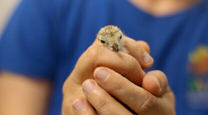 Piping plover being cared for at the incubation center. Image credit: Jeremy Marble, University of Michigan News