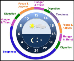 Graphic depicts the phases of the circadian rhythm.