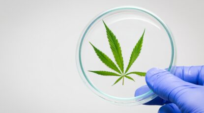 Marijuana leaf is pictured inside a petri dish as a lab tech holds the dish in blue-gloved hand.