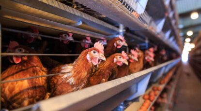 Fowl in a factory farm.