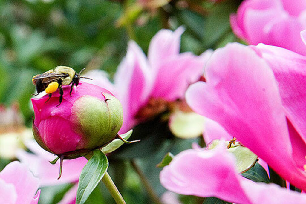 A bright pink peony bud with a bee perched on top. Nichols Arboretum at the University of Michigan, Ann Arbor.