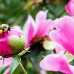 A bright pink peony bud with a bee perched on top. Nichols Arboretum at the University of Michigan, Ann Arbor.