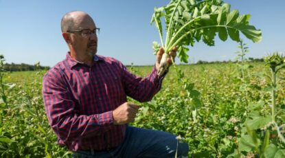 David Halsey, a Michigan farmer, stands amid a field of green and holds up a tillage radish from his cover crops field. He is working with the Great Lakes Cover Crops Project. (Image credit: Jeremy Marble, University of Michigan News.)