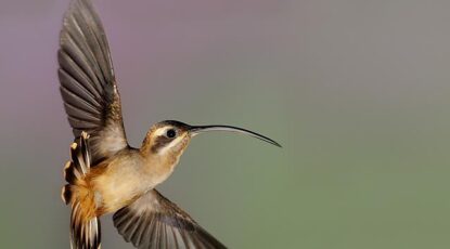 A hummingbird