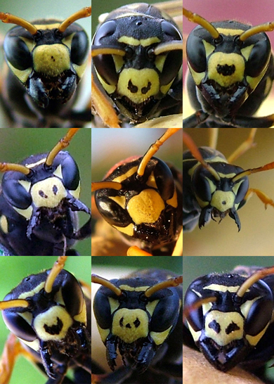 Portraits of nine Polistes dominulus paper wasps, illustrating the variation in facial patterns that functions as a signal of fighting ability. The more 'fragmented' the markings, the more aggressive the wasp. (Photo: Elizabeth Tibbetts.)