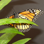 A parasite-infected, female monarch butterfly laying eggs on an anti-parasitic milkweed plant. (Photo: Jaap de Roode.)