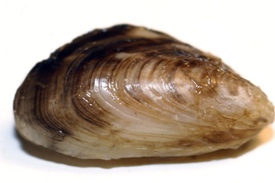 The quagga mussel, though tiny, has invaded the Great Lakes by the billions. (Photo courtesy Michigan Sea Grant.)